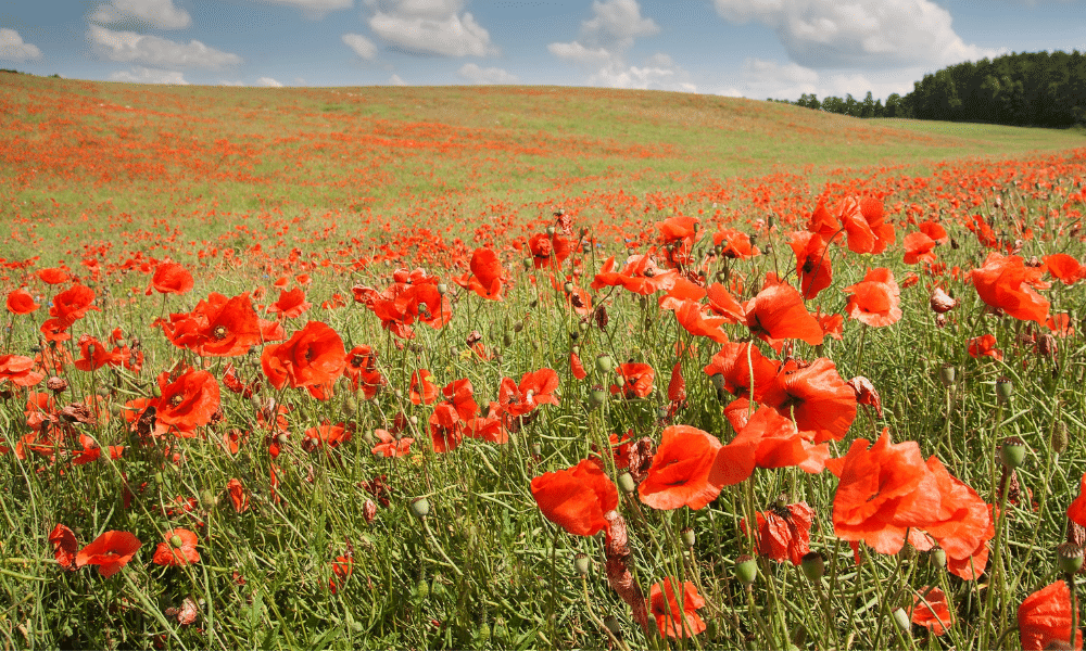 field of red poppies