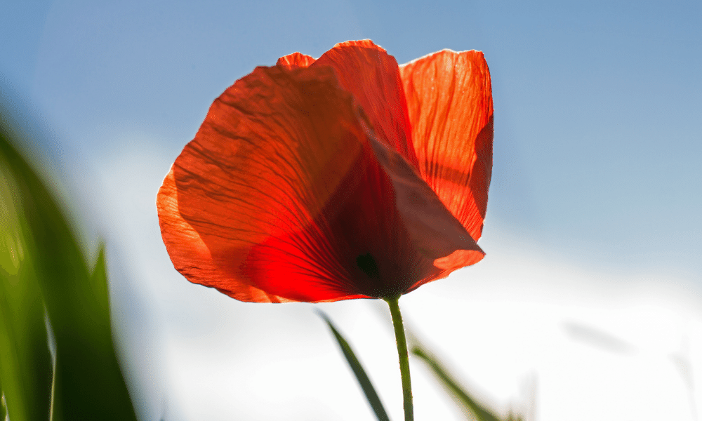 red poppy symbol of hope